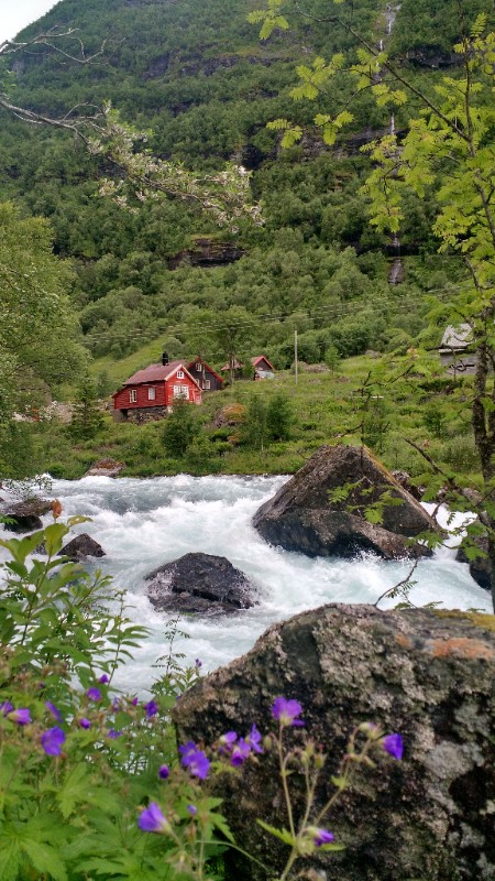 Wild pink geraniums growing between a hiking path and a mountain river in Norway.
