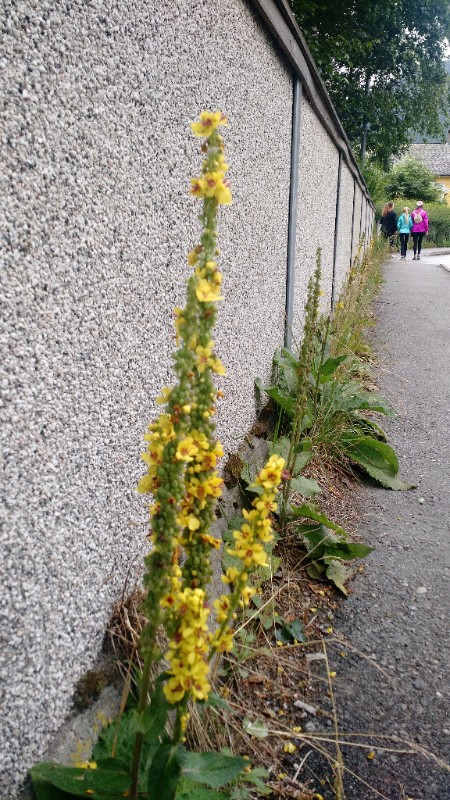 Verbascum plants growing in a narrow dirt strip along a city sidewalk in Norway.