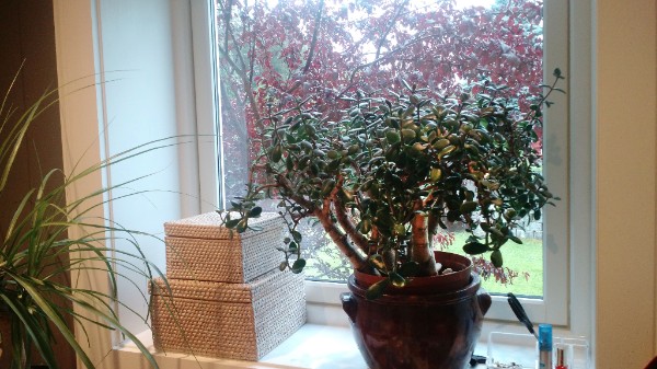 Jade Plant Windowsill