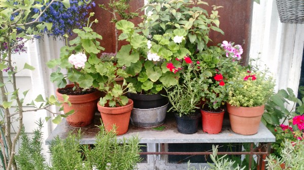 Geraniums on Garden Bench