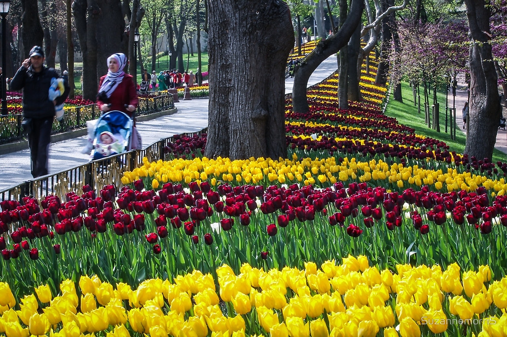 Detailed close-up of colorful tulip blooms. Close-up of Turkish Tulips