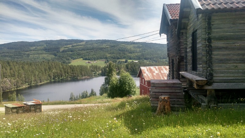 Pastoral view of a traditional wooden building and white daisies in the Norwegian countryside.