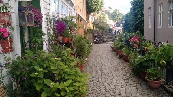 Winding cobblestone path in Bergen lined with large terra cotta pots and lush green plants.