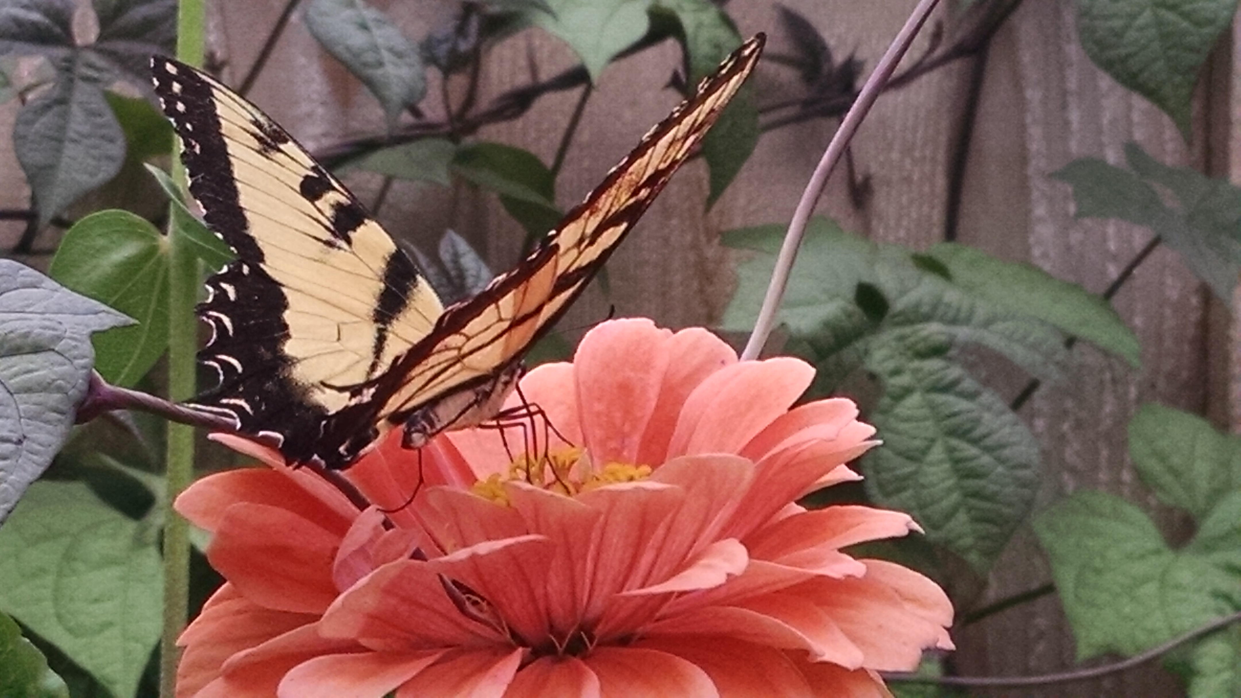 Butterfly on Nectar-Rich Bloom A detailed close-up of a butterfly pollinating a vibrant flower in the bee border garden.