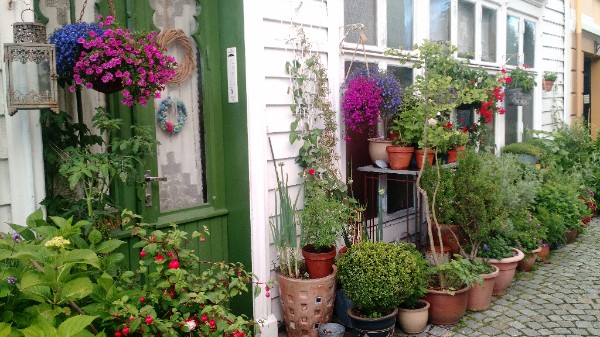 Garden Fence and Climbing Plants