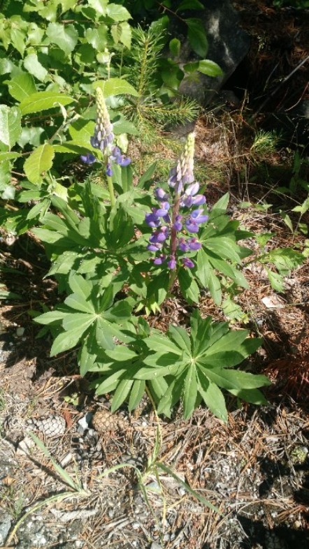 A variety of wild garden plants and wildflowers growing in the Norwegian mountains.