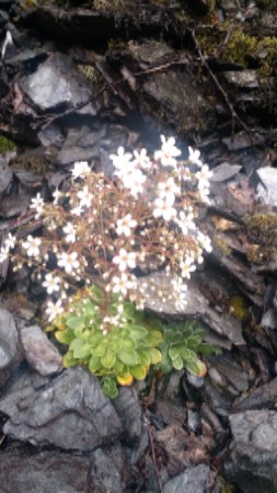 Lewisia, a perennial succulent, clinging to a rocky mountainside in Norway.