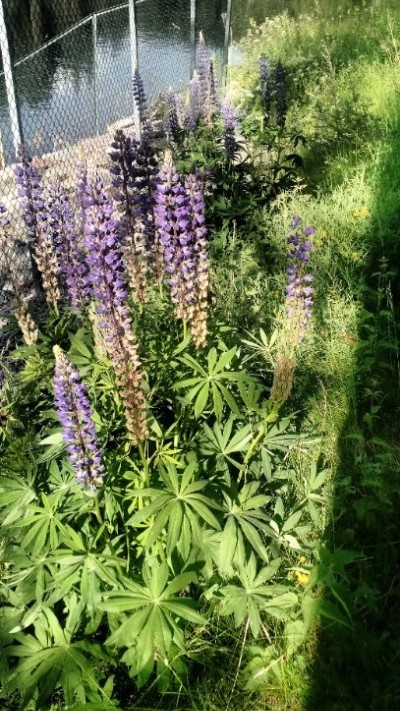 Tall purple lupines growing wild along a rural highway outside of Oslo, Norway.