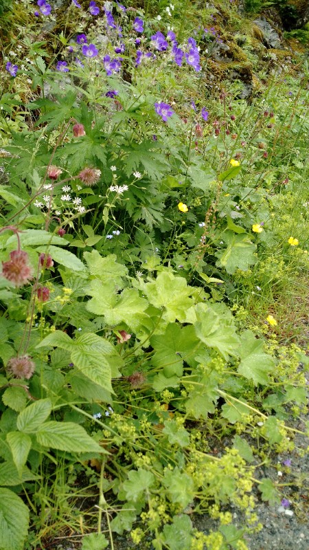 A beautiful combination of Astrantia, Lady's Mantle, and Forget-Me-Nots growing wild along a trail.