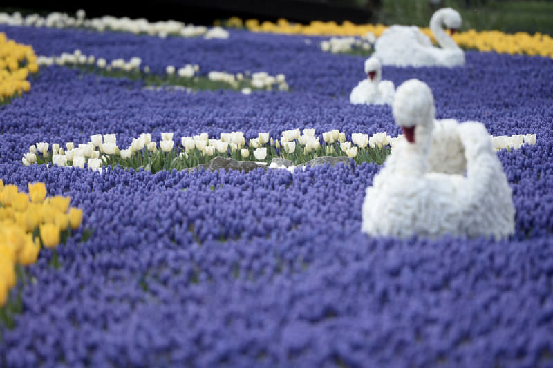 Rows of meticulously planted tulips in a public Istanbul park. Tulip Festival Park Display