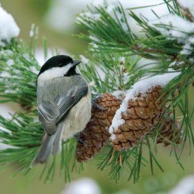 Nature's Perspective A serene, artistic shot of the natural world