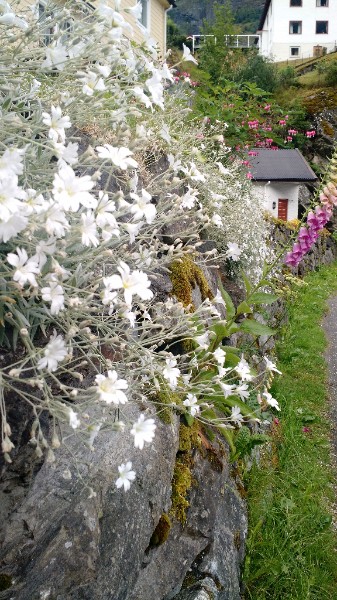 Garden plants rambling down a traditional rock wall, thriving in small dirt pockets.
