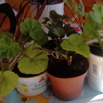 Potted Pelargonium Cuttings
